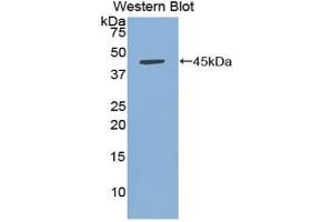 Western blot analysis of the recombinant protein.
