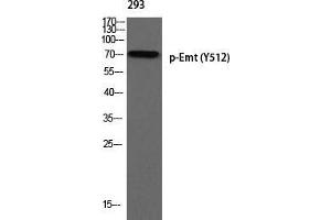 Western Blot (WB) analysis of 293 using p-Emt (Y512) antibody. (SLC22A3 anticorps  (pTyr512))