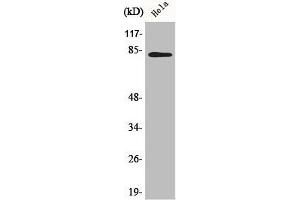 Western Blot analysis of 293 cells using BACH1 Polyclonal Antibody (BACH1 anticorps  (Internal Region))