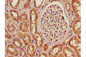 Immunohistochemistry of paraffin-embedded human kidney tissue using ABIN7154138 at dilution of 1:100 (GAPDH anticorps  (AA 3-335))