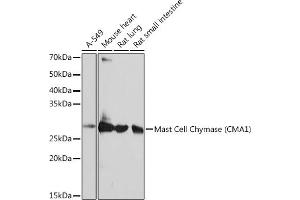 Western blot analysis of extracts of various cell lines, using Mast Cell Chymase (CM) (CM) Rabbit mAb (1480) at 1:1000 dilution. (CMA1 anticorps)