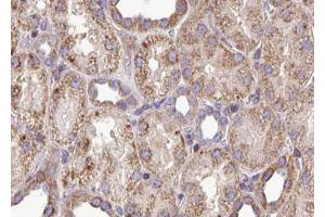 ABIN6272895 at 1/100 staining Mouse kidney tissue by IHC-P. (PYCR1 anticorps  (Internal Region))