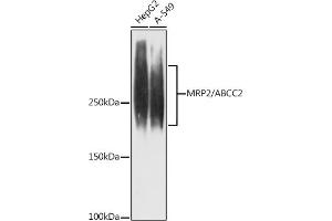 Western blot analysis of extracts of various cell lines, using MRP2/ antibody (ABIN7265737) at 1:1000 dilution. (ABCC2 anticorps)