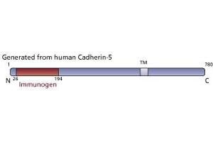 Image no. 3 for anti-Cadherin 5 (CDH5) (AA 26-194) antibody (ABIN967858) (Cadherin 5 anticorps  (AA 26-194))