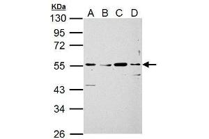 WB Image Siglec 7 antibody detects Siglec 7 protein by Western blot analysis. (SIGLEC7 anticorps)
