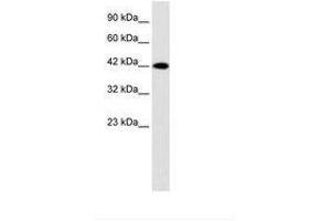 Image no. 1 for anti-Purinergic Receptor P2X, Ligand Gated Ion Channel 2 (P2RX2) (AA 35-84) antibody (ABIN6735462) (P2RX2 anticorps  (AA 35-84))