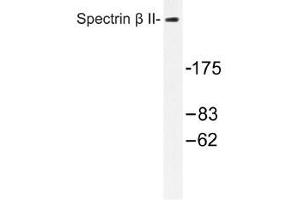 Image no. 1 for anti-Spectrin Beta, Non-Erythrocytic 1 (SPTBN1) antibody (ABIN317939) (SPTBN1 anticorps)
