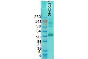 Western Blot analysis of Rat brain membrane lysate showing detection of CaMKII protein using Mouse Anti-CaMKII Monoclonal Antibody, Clone 6G9 . (CAMKII gamma anticorps  (Atto 594))