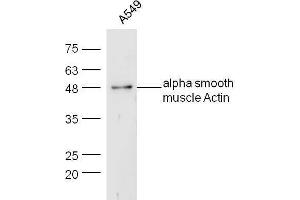Human A549 lysates probed with Rabbit Anti-Actin Polyclonal Antibody, Unconjugated  at 1:5000 for 90 min at 37˚C.