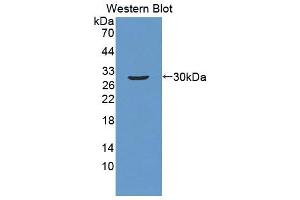 Western blot analysis of recombinant Human ATF1.
