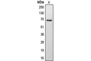 Western blot analysis of EPS8L3 expression in U251MG (A) whole cell lysates. (EPS8-Like 3 anticorps  (Center))