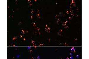 Immunofluorescence analysis of Jurkat cells using CD27 Polyclonal Antibody at dilution of 1:100. (CD27 anticorps)