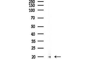 Western blot analysis of lysates from HepG2 cells(starvation,24h treatment), using TIMM17A Antibody at 1/1000 dilution.