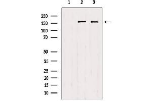 Western blot analysis of extracts from various samples, using Liprin alpha 1 antibody. (PPFIA1 anticorps  (C-Term))