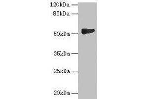Western blot All lanes: GTDC1 antibody at 4 μg/mL + A549 whole cell lysate Secondary Goat polyclonal to rabbit IgG at 1/10000 dilution Predicted band size: 53, 44, 34, 50, 38 kDa Observed band size: 53 kDa (GTDC1 anticorps  (AA 1-292))