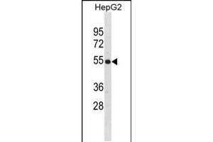 Western blot analysis in HepG2 cell line lysates (35ug/lane). (ZNF101 anticorps  (AA 122-148))
