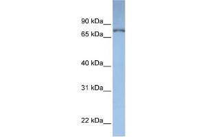 WB Suggested Anti-DPP3  Antibody Titration: 0.