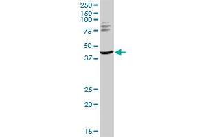 TRIM63 MaxPab rabbit polyclonal antibody.