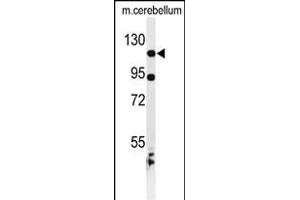 Western blot analysis of KIF6 Antibody (N-term) (ABIN653516 and ABIN2842919) in mouse cerebellum tissue lysates (35 μg/lane). (KIF6 anticorps  (N-Term))