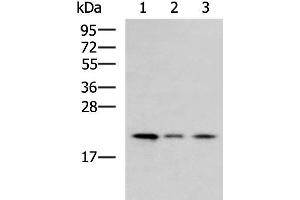Western blot analysis of Jurkat cell Mouse kidney tissue HepG2 cell lysates using MRPL22 Polyclonal Antibody at dilution of 1:800 (MRPL22 anticorps)