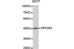 Western Blotting (WB) image for anti-Protein Phosphatase 2A Activator, Regulatory Subunit 4 (PPP2R4) antibody (ABIN1874229) (PPP2R4 anticorps)