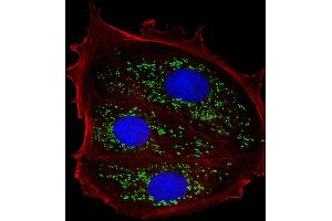 Immunofluorescent analysis of 4 % paraformaldehyde-fixed, 0.