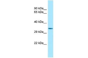 Host: Rabbit Target Name: Tcea1 Antibody Dilution: 1. (TCEA1 anticorps  (C-Term))
