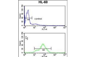 Flow cytometry analysis of HL-60 cells (bottom histogram) compared to a negative control cell (top histogram).