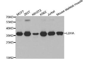 Western blot analysis of extracts of various cell lines, using LDHA antibody.