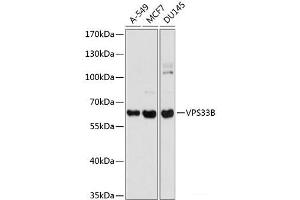 Western blot analysis of extracts of various cell lines using VPS33B Polyclonal Antibody at dilution of 1:1000. (VPS33B anticorps)