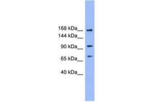 ADAMTS19 Antikörper  (N-Term)