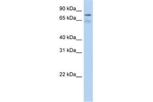 Western Blotting (WB) image for anti-Bromodomain Containing 4 (BRD4) antibody (ABIN2461848) (BRD4 anticorps)