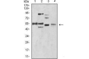 Western blot analysis using BIN1 mouse mAb against C2C12 (1), A431 (2), HEK293 (3), and MCF-7 (4) cell lysate.