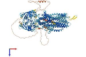AlphaFold protein structure predicition of Human Recombinant ABCC5 Protein, UniprotID O15440