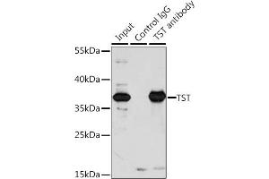 Immunoprecipitation analysis of 200 μg extracts of A-549 cells, using 3 μg TST antibody .
