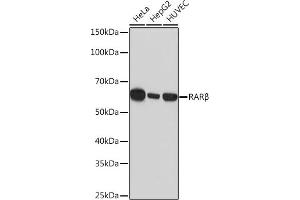Western blot analysis of extracts of various cell lines, using RARβ Rabbit mAb (ABIN7269947) at 1:1000 dilution. (Retinoic Acid Receptor beta anticorps)