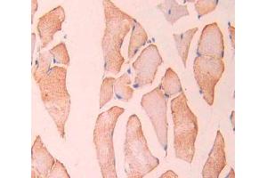 IHC-P analysis of Rat Tissue, with DAB staining. (CAMKII gamma anticorps  (AA 14-301))