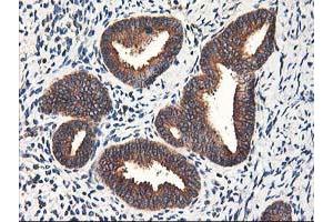 Image no. 11 for anti-Heme Oxygenase (Decycling) 2 (HMOX2) antibody (ABIN1498691) (HMOX2 anticorps)