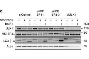 HS1BP3 is a negative regulator of autophagy.