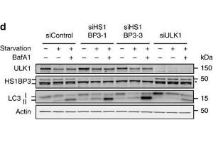 HS1BP3 is a negative regulator of autophagy. (HS1BP3 anticorps  (C-Term))