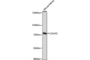 Western blot analysis of extracts of Mouse kidney using C10orf2 Polyclonal Antibody at dilution of 1:1000. (C10orf2 anticorps)