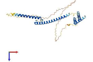 AlphaFold protein structure predicition of Human Recombinant MLX Protein, UniprotID Q9UH92