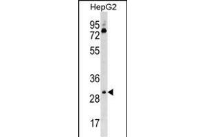 Mouse Cdk6 Antibody (C-term) (ABIN1537046 and ABIN2850396) western blot analysis in HepG2 cell line lysates (35 μg/lane). (CDK6 anticorps  (C-Term))