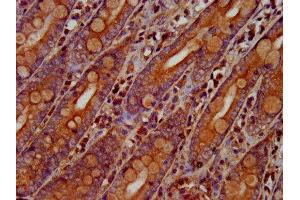 IHC image of ABIN7162139 diluted at 1:300 and staining in paraffin-embedded human small intestine tissue performed on a Leica BondTM system.