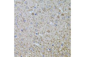 Immunohistochemistry of paraffin-embedded mouse brain using TEFM antibody (ABIN5974873) at dilution of 1/100 (40x lens). (TEFM anticorps)