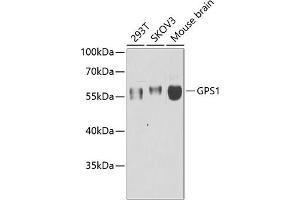 Western blot analysis of extracts of various cell lines, using GPS1 antibody (ABIN6127934, ABIN6141361, ABIN6141362 and ABIN6222653) at 1:1000 dilution. (GPS1 anticorps  (AA 258-527))