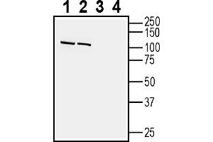 1-2. (Cadherin 13 anticorps  (Extracellular, N-Term))