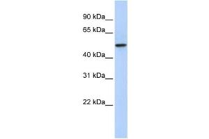 Western Blotting (WB) image for anti-PDZ Domain Containing 1 (PDZK1) antibody (ABIN2458589) (PDZK1 anticorps)