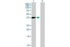 Western Blot analysis of SUV39H2 expression in transfected 293T cell line by SUV39H2 MaxPab polyclonal antibody. (SUV39H2 anticorps  (AA 1-350))