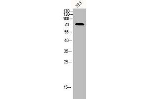 Western Blot analysis of 3T3 cells using CNT2 Polyclonal Antibody